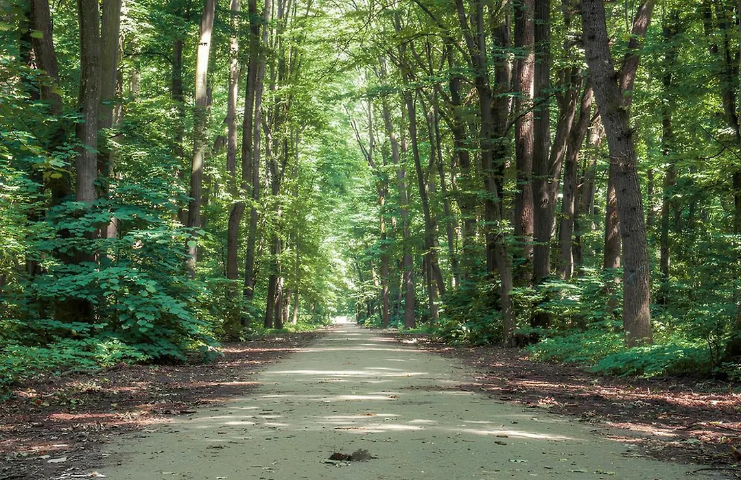 Forest-View Apart-1